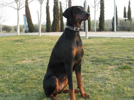Imán con 13 meses
Imán con 13 meses